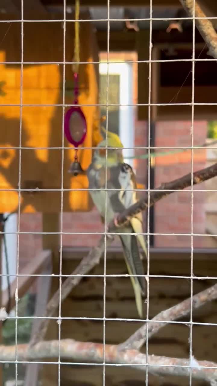 Cockatiels birds for sale: Cockatiels for sale (mixed) - Video 1