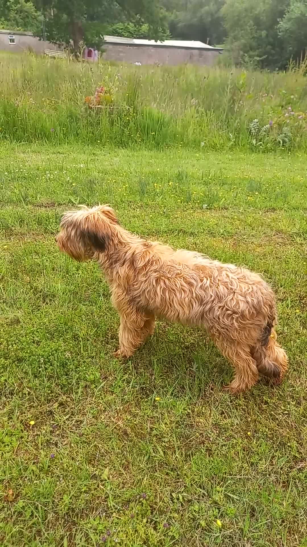 Briard dogs for sale: Top class puppies - Video 1