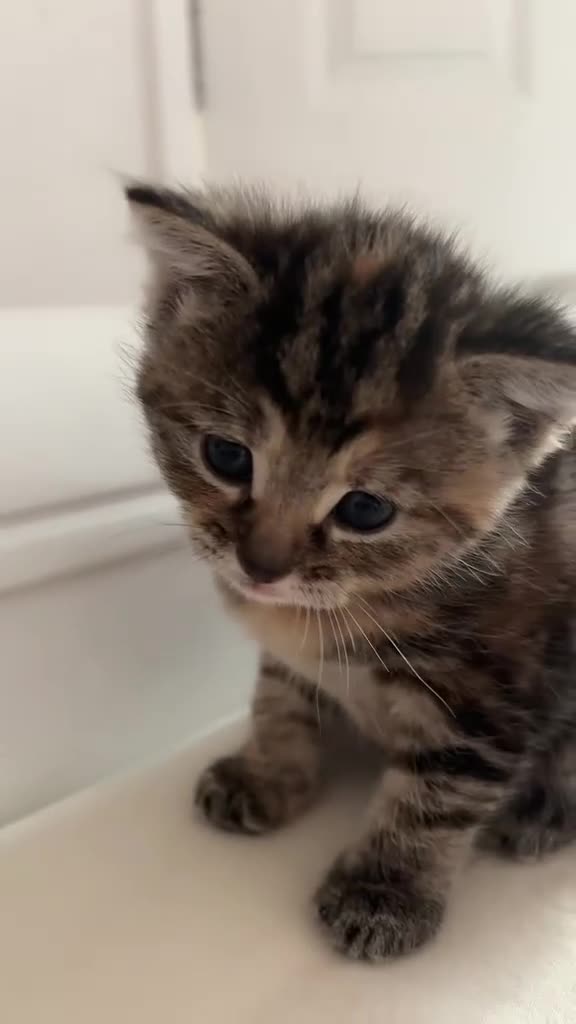 Mixed Breed cats for sale: 4 beautiful kittens  in Godalming - Video 1