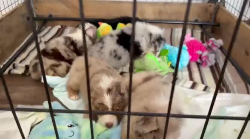 Miniature American Shepherd dogs for sale: 2 x Red Merle Mini American Shepherd Puppy - Boys - Video 1