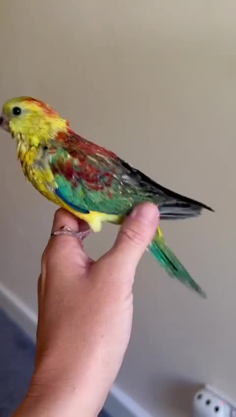 Parakeets birds for sale: Hand reared/tamed red rump - Video 1