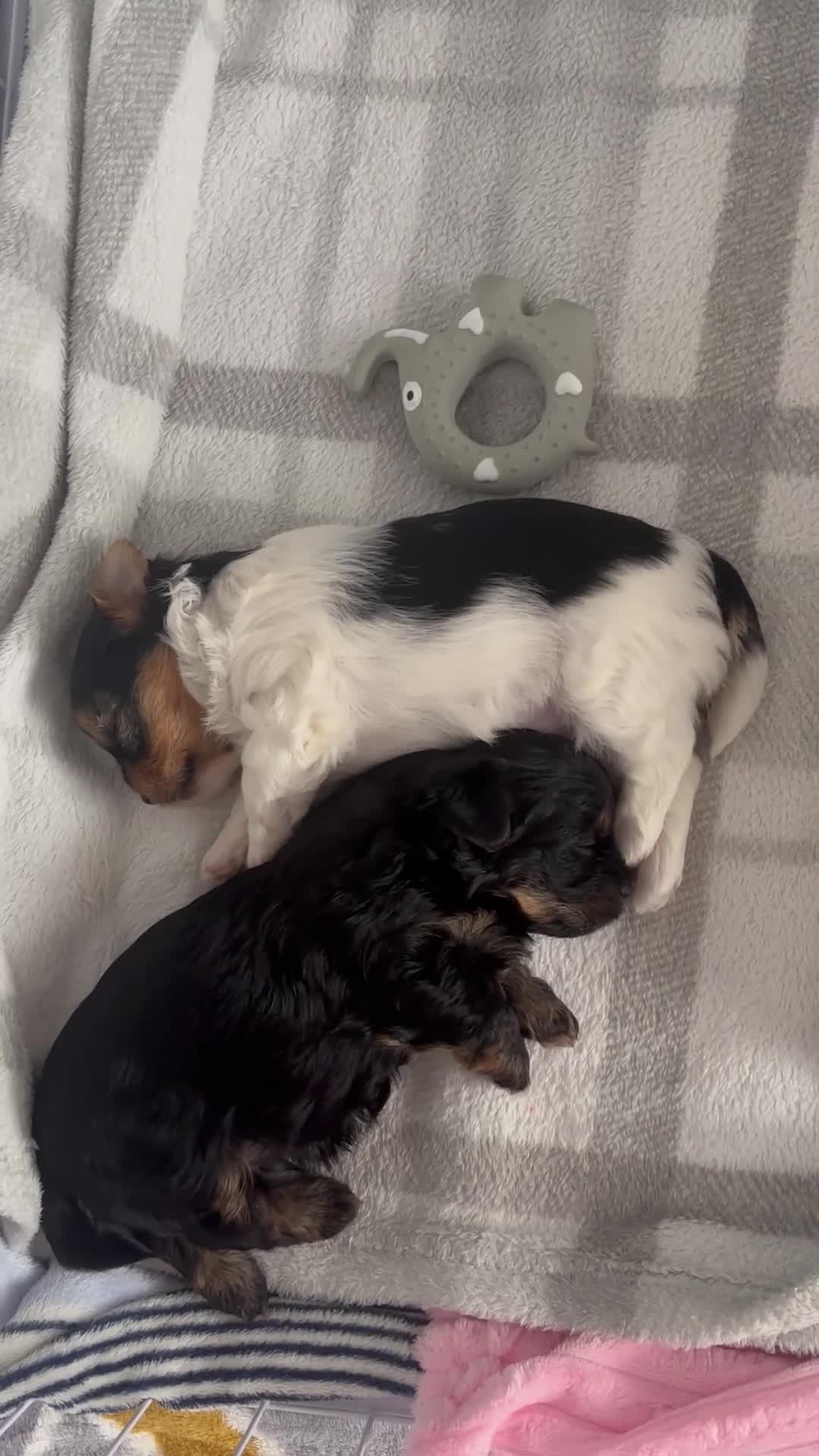 Yorkshire Terrier dogs for sale: Beautiful Yorkshire Terrier Puppies IHR Pedigree - Video 2
