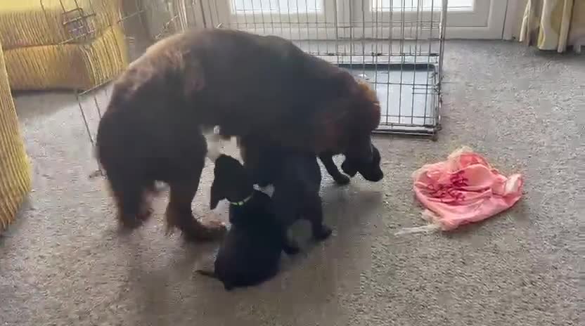 Cockerdor dogs for sale: Cockerdor Labrador Cocker spaniel puppies puppy  in Blackburn - Video 3