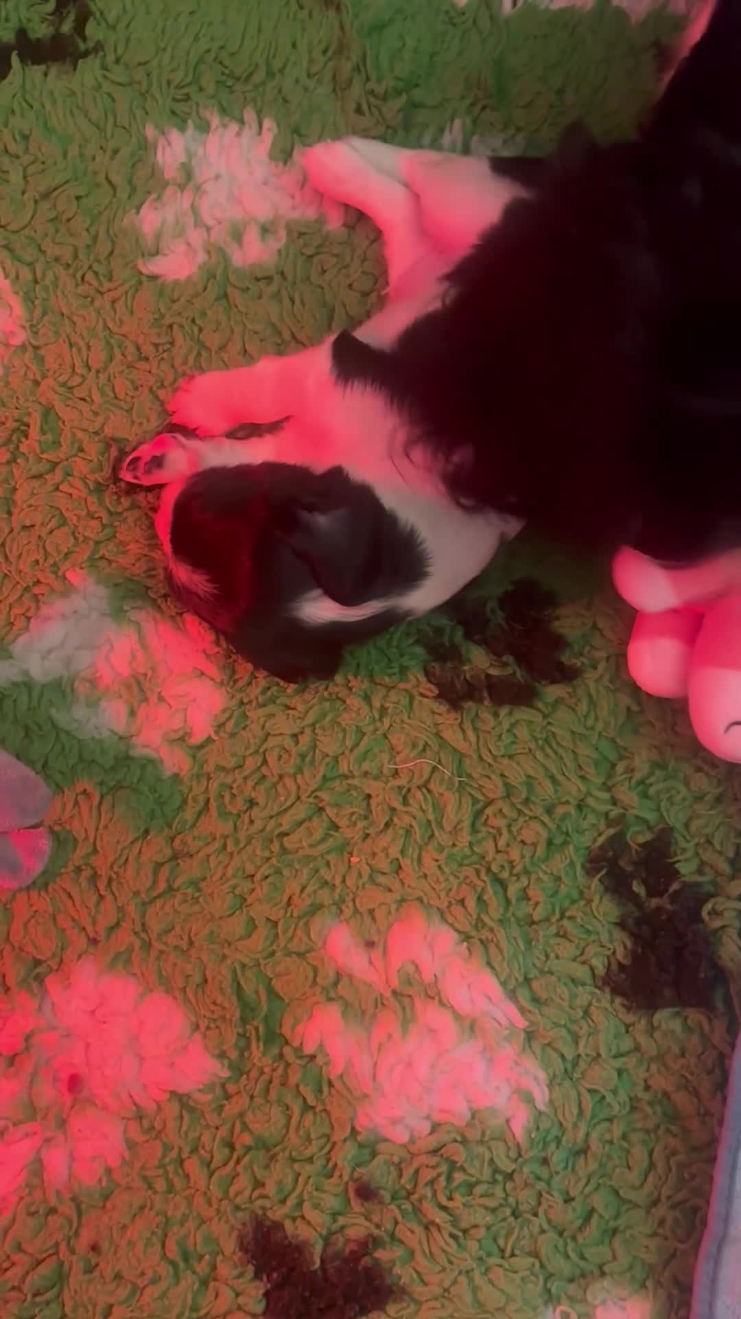 Sprocker dogs for sale: VET CHECKED HEALTHY AND READY TO LEAVE  - Video 1