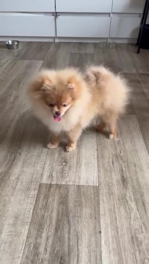 Pomeranian dogs for sale: KC Registred ,ready to go!Excellent Pomeranian  in London - Video 1