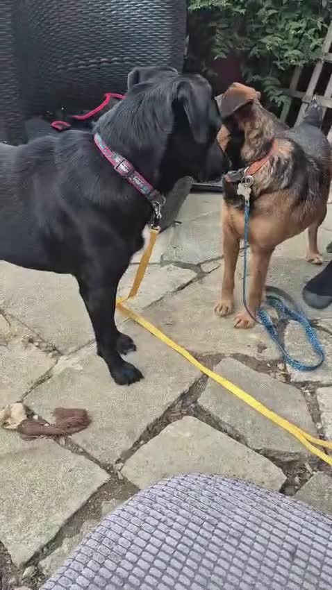 Mixed Breed dogs for adoption: 💙🐶 STAS 🐶💙 - Video 3