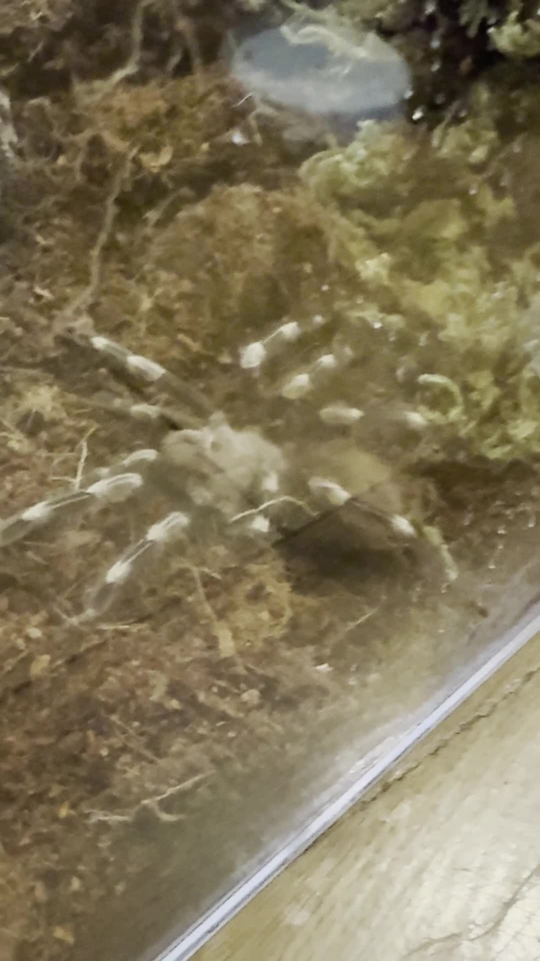 Tarantulas invertebrates for sale: Tarantulas for sale  - Video 1