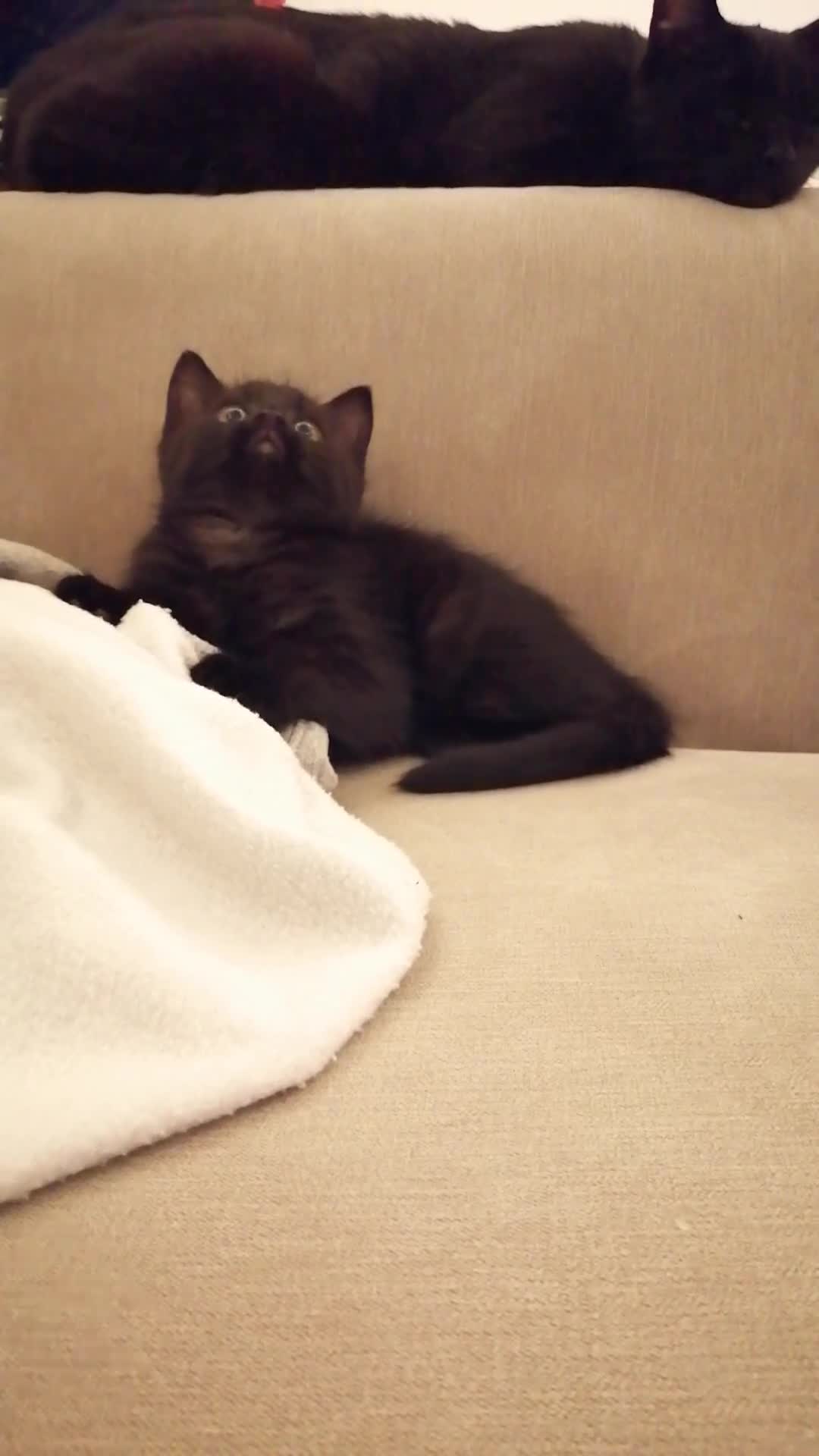 Mixed Breed cats for sale: Maine-Coone/Bombay Mixed Kitten (1 LEFT) - Video 1