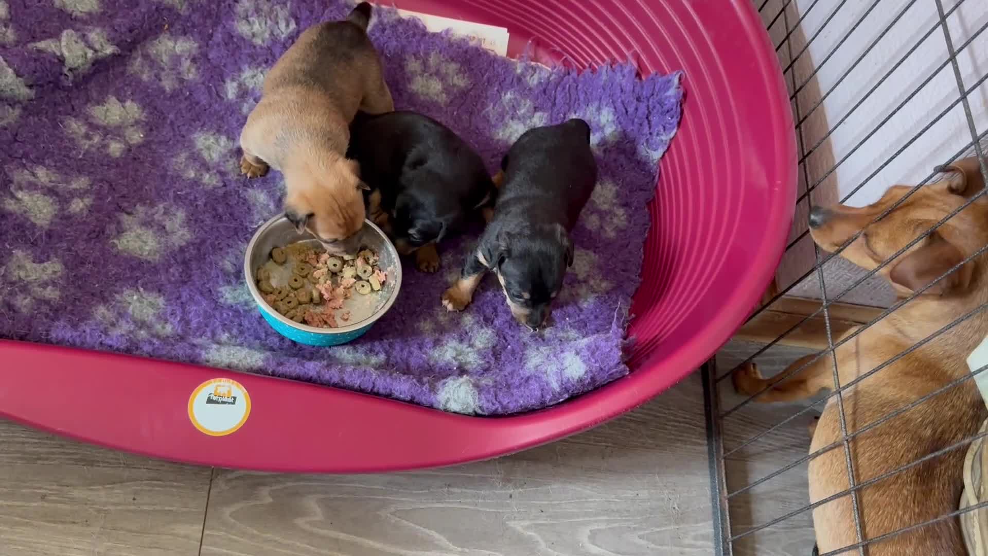 Jack Russell dogs for sale: Beautiful small bred Jack Russell puppies  - Video 1