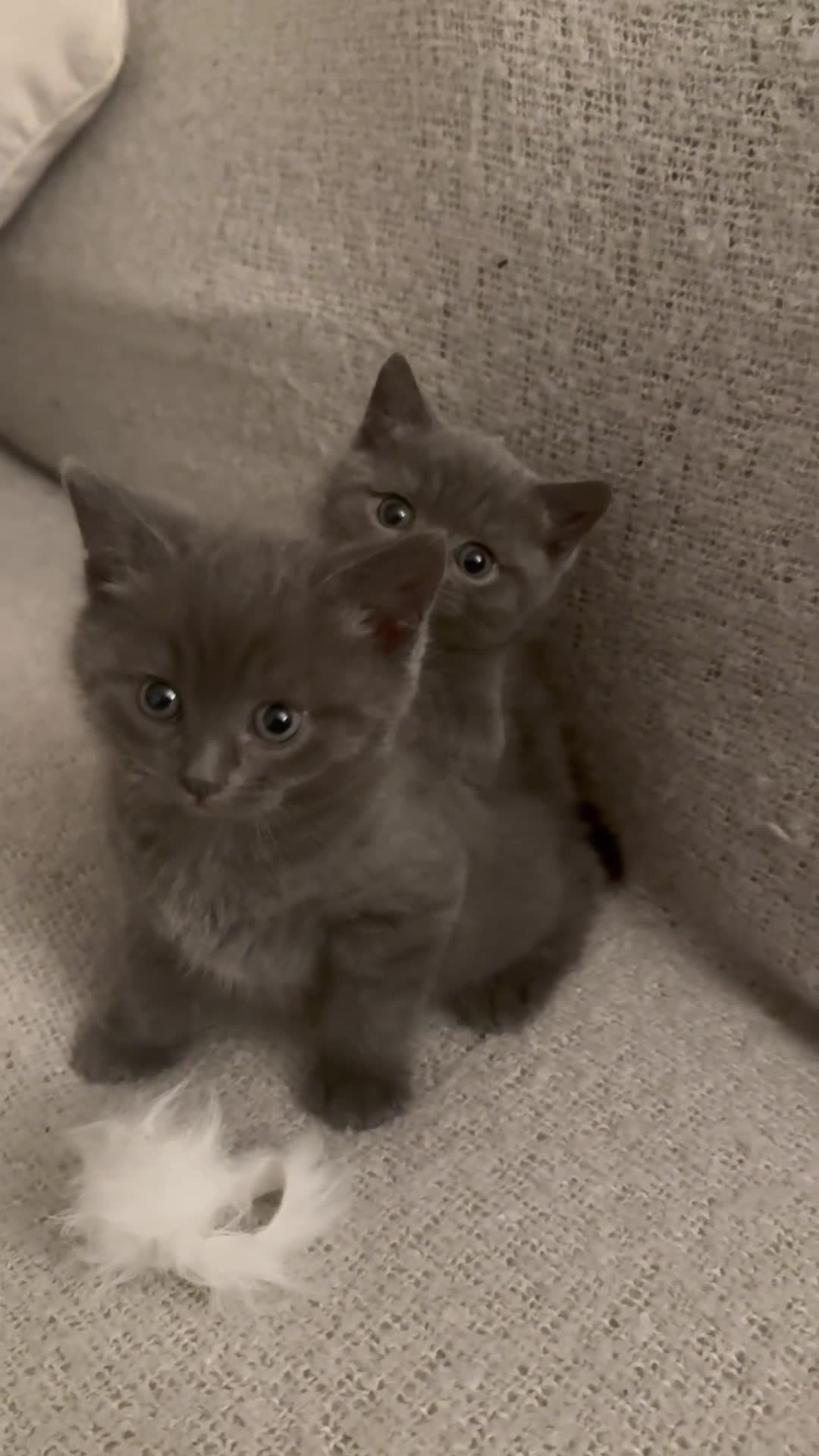 British Shorthair cats for sale: BSH Cross (3/4) Kittens - Video 2