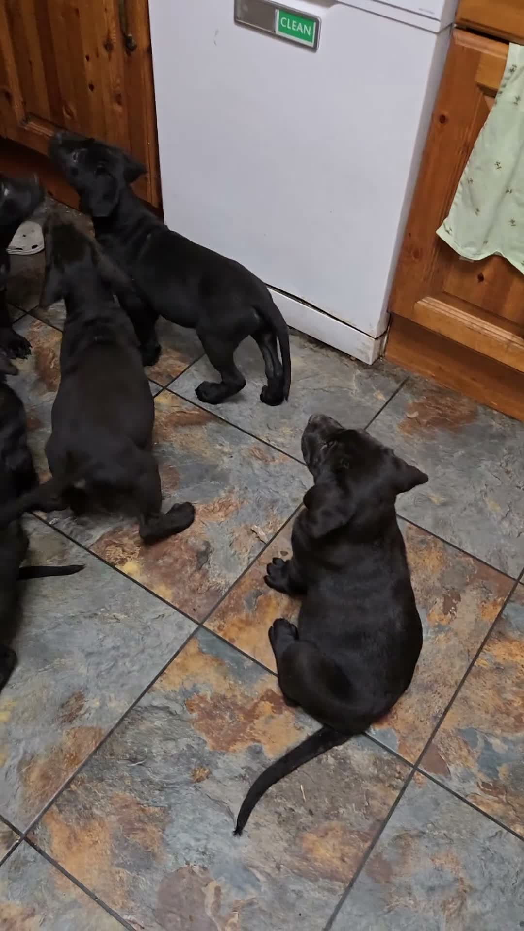 Mixed Breed dogs for sale: Labrador X Cane Corso Puppies READY NOW - Video 2