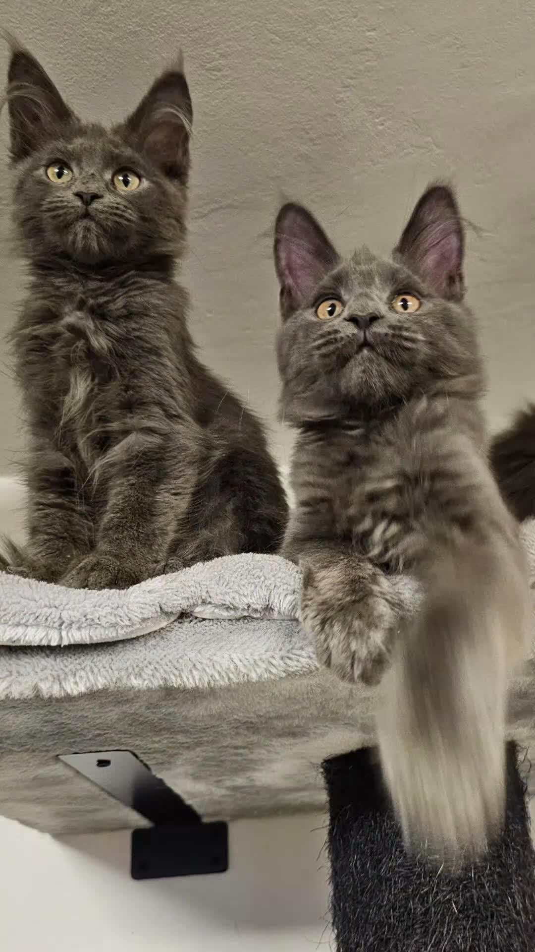 Maine Coon cats for sale: 🔥*STUNNING Litter of 6 Solid*💎*Blue Maine Coon💎 - Video 3