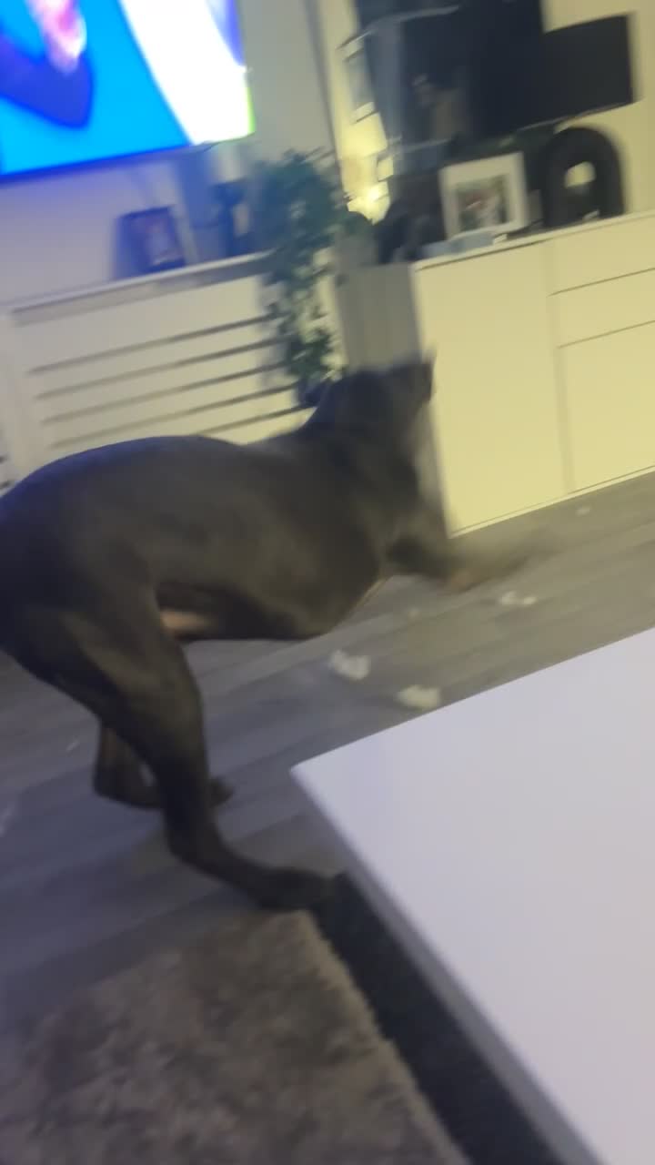 Cane Corso dogs for sale: Cane corso  - Video 1