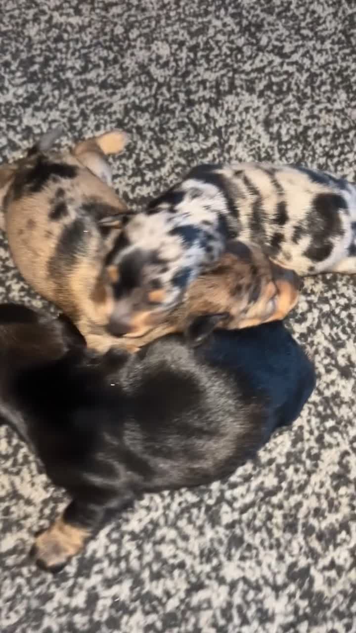 Dachshund dogs for sale: Dachshund puppies - Video 5
