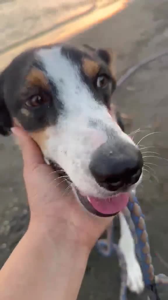 Mixed Breed dogs for adoption: Meet Comet – A Loyal Heart Waiting for His Chance - Video 1