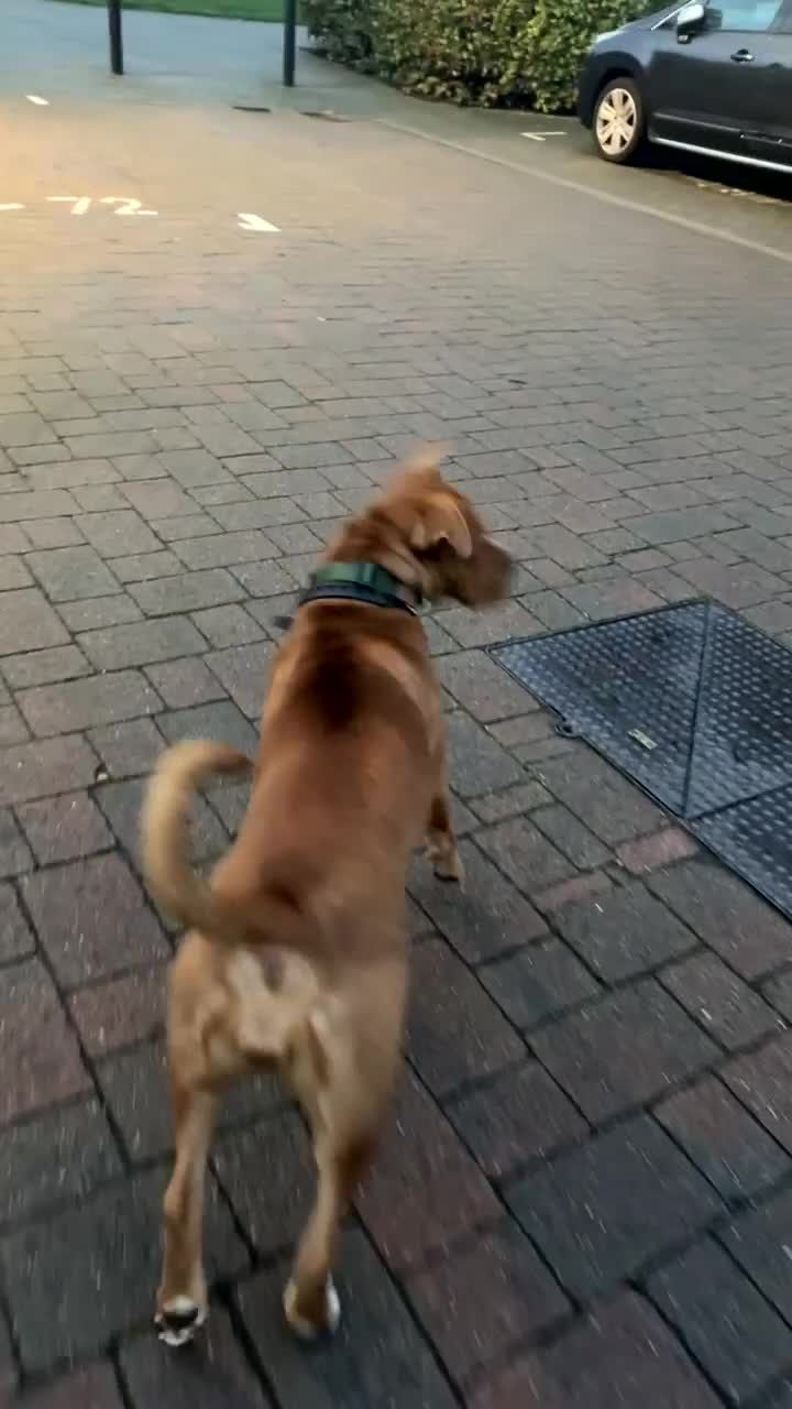 Mixed Breed dogs for sale: Beautiful American bulldog x bullmastiff female - Video 1