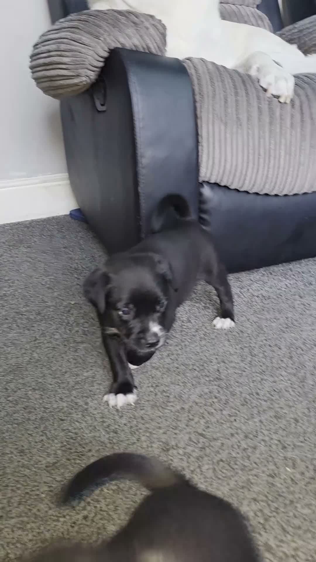 Mixed Breed dogs for sale: 3 boys left Gorgeous Staffador Puppies for Sale  - Video 1