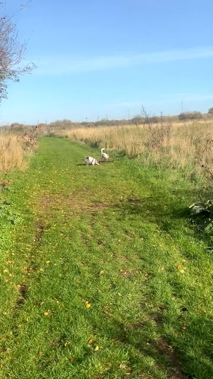 Mixed Breed dogs for sale: 🐾 Loving Homes Wanted for Two Puppies & Dad 🐾 - Video 1