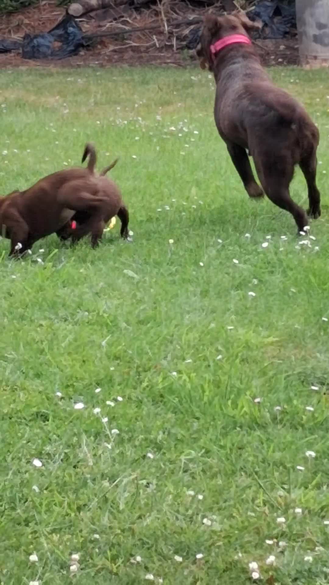 Labrador Retriever dogs for sale: Fantastic labrador pups  - Video 3