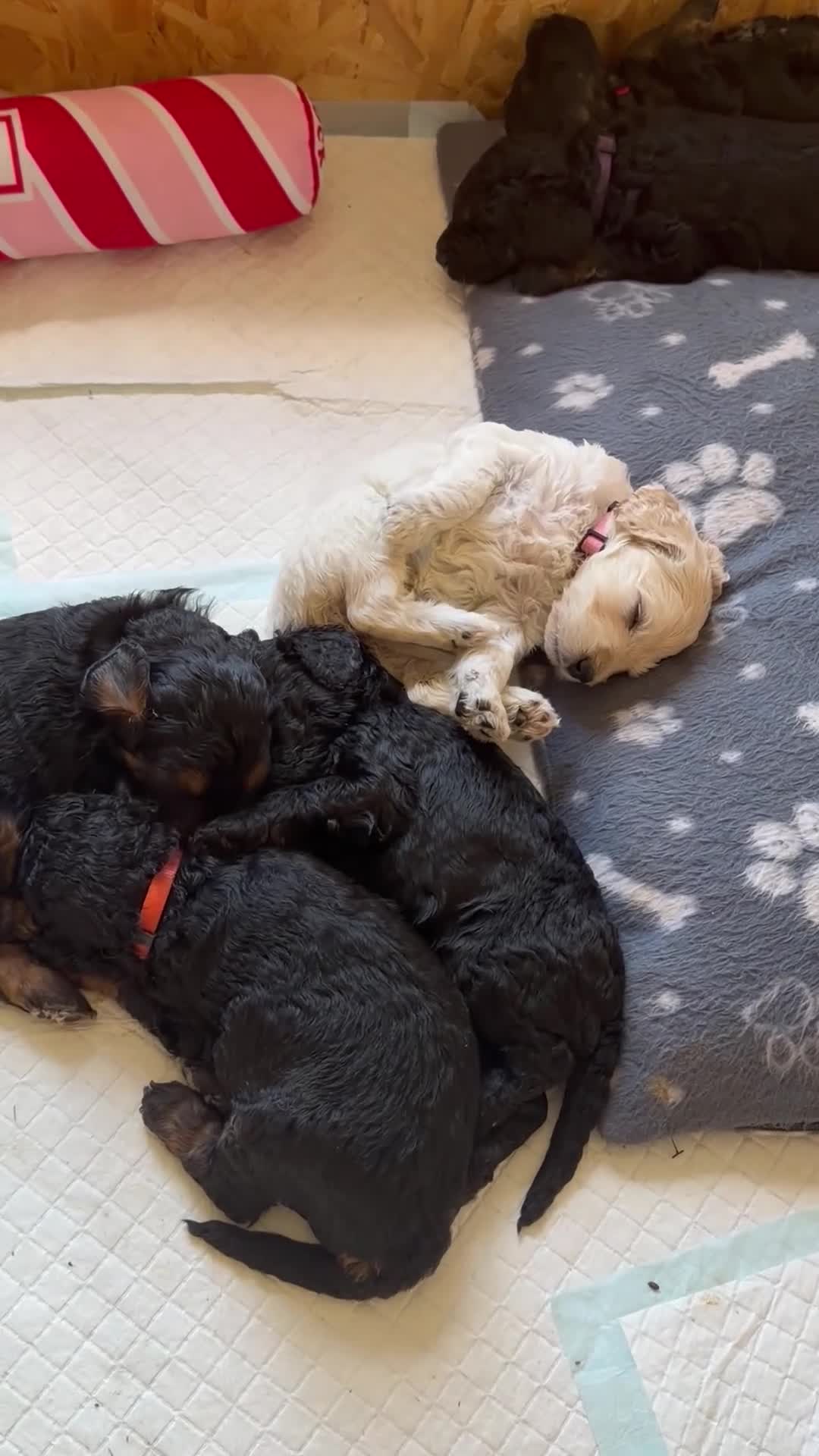 Mini Goldendoodle dogs for sale: F1b Mini Goldendoodles.READY TO LEAVE 🤍 - Video 4