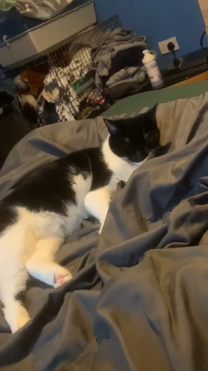 Mixed Breed cats for sale: Otis and Luna  in Flint - Video 1