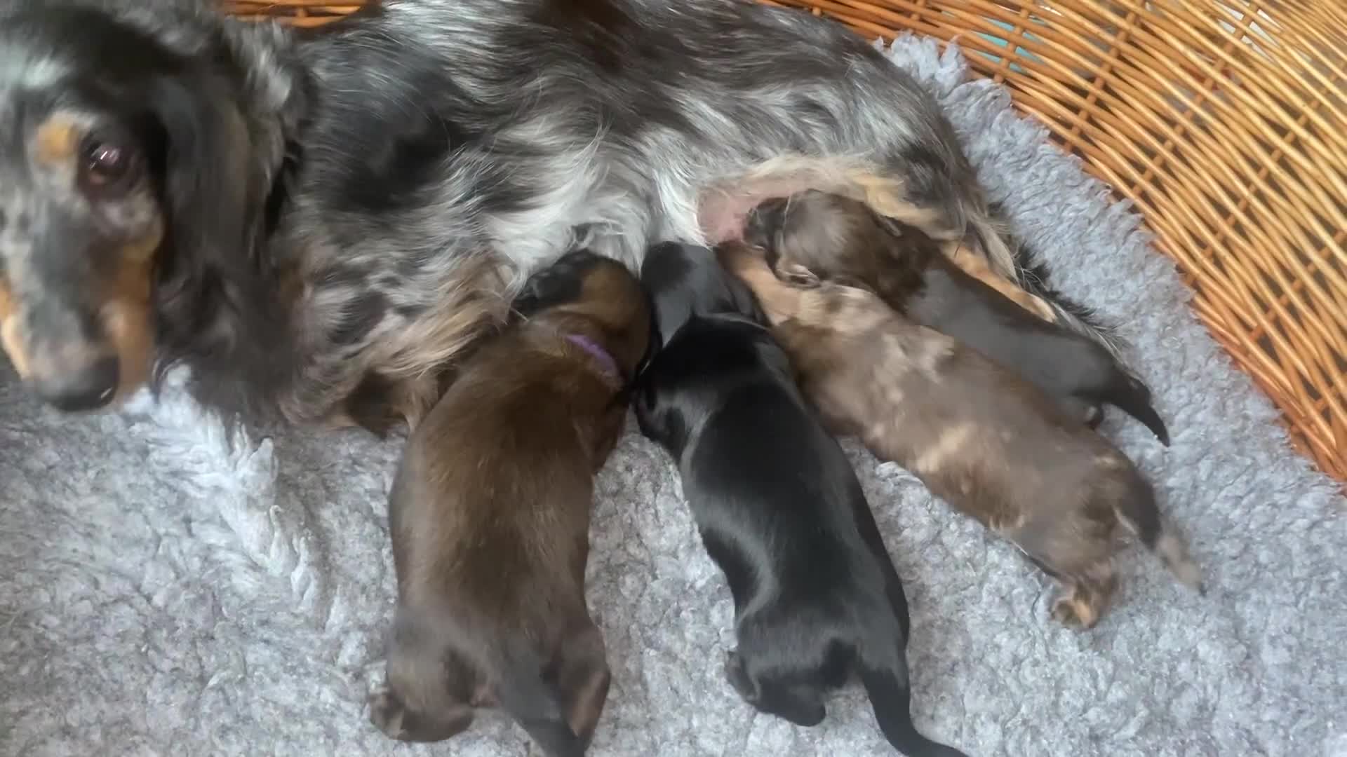 Miniature Dachshund dogs for sale: Adorable playful puppies - Video 2