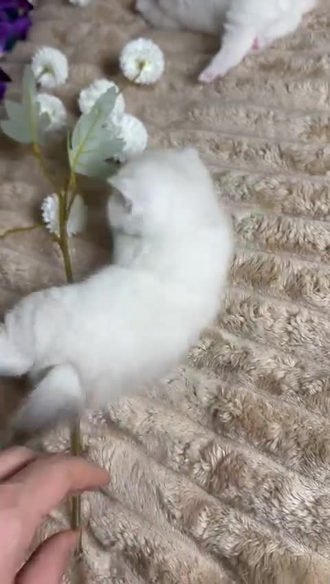 British Shorthair cats for sale: British cats - Video 1