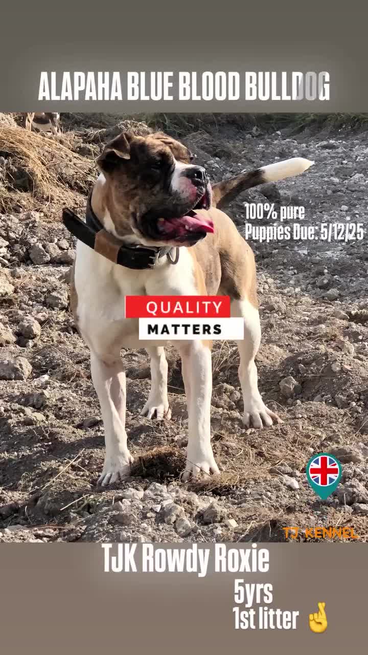 Alapaha Blue Blood Bulldog dogs for sale: TOP QUALITY PURE ALAPAHA BULLDOGS - Video 1