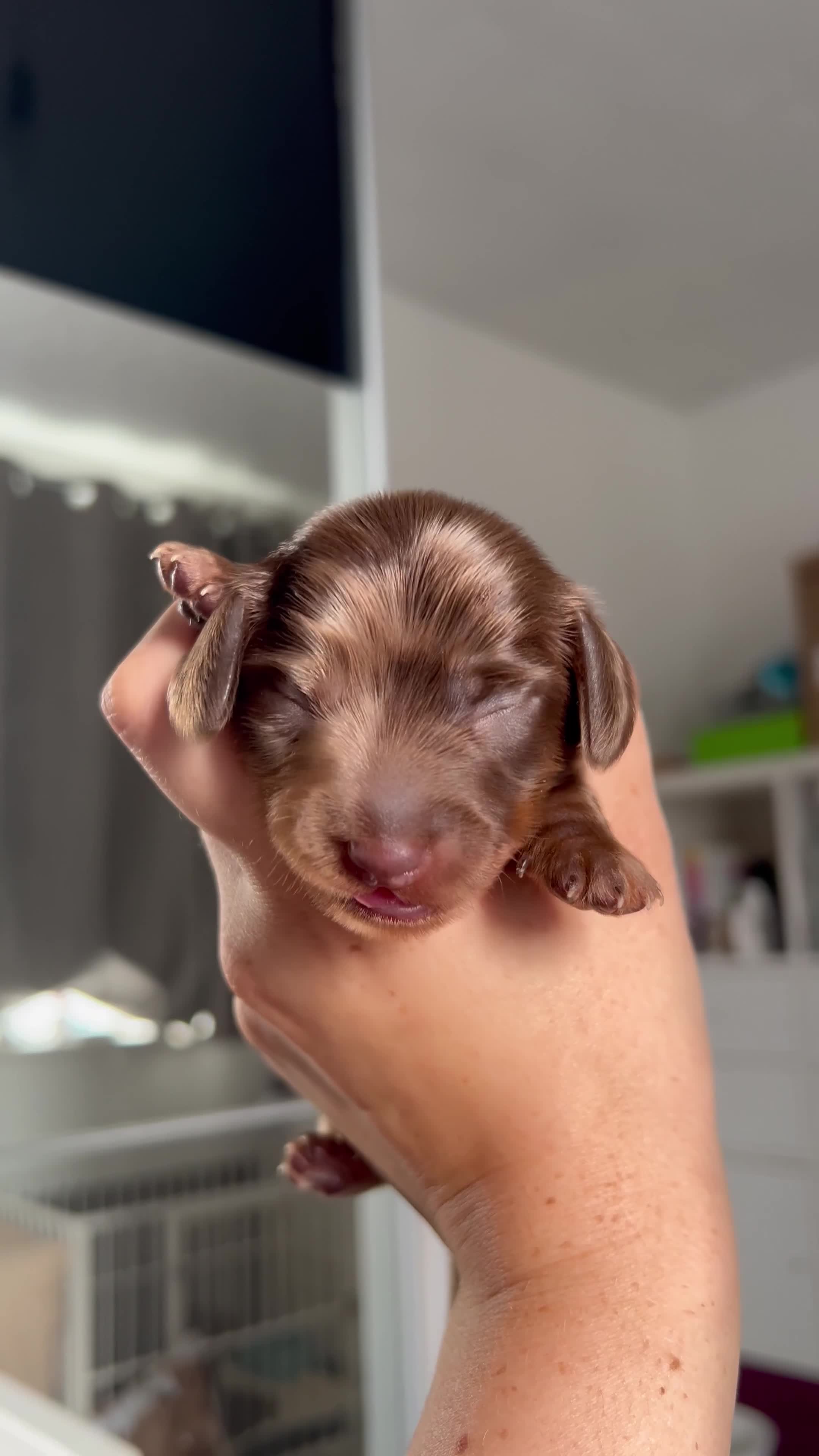 Miniature Dachshund dogs for sale: 4 miniature dachshunds  - Video 3