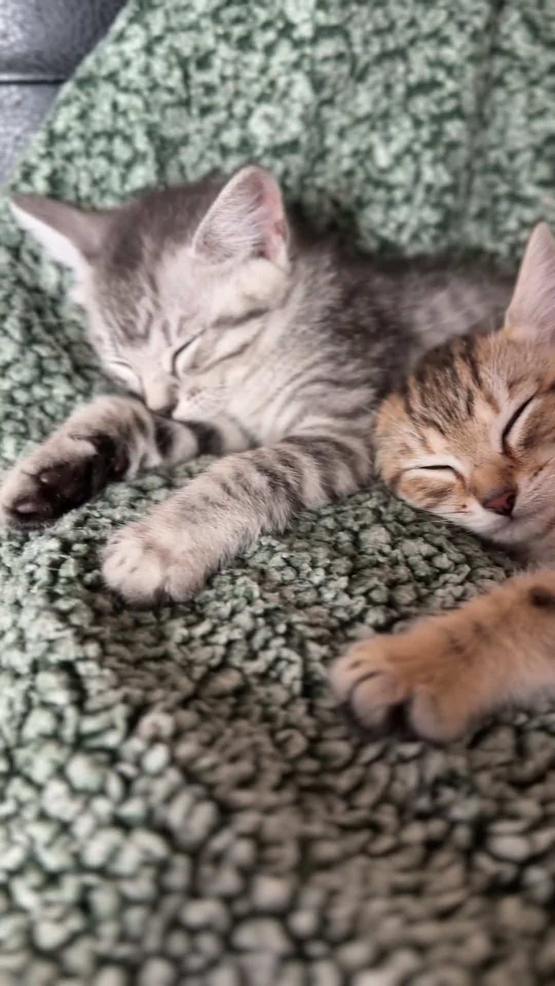 Mixed Breed cats for sale: Cutest kittens!  - Video 2