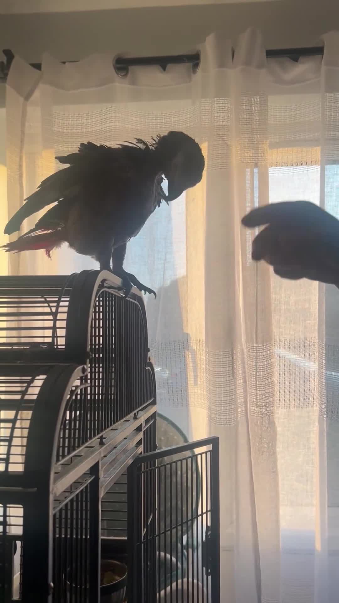 Parrots birds for sale: 15 Year old African Grey Parrot in Southall - Video 1