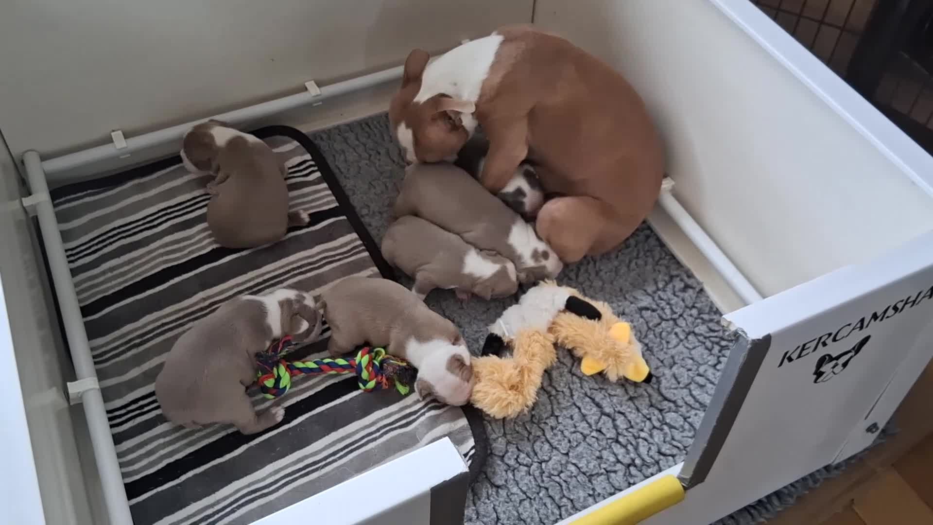 Boston Terrier dogs for sale: KC reg 2 girls 3 boys available  - Video 1