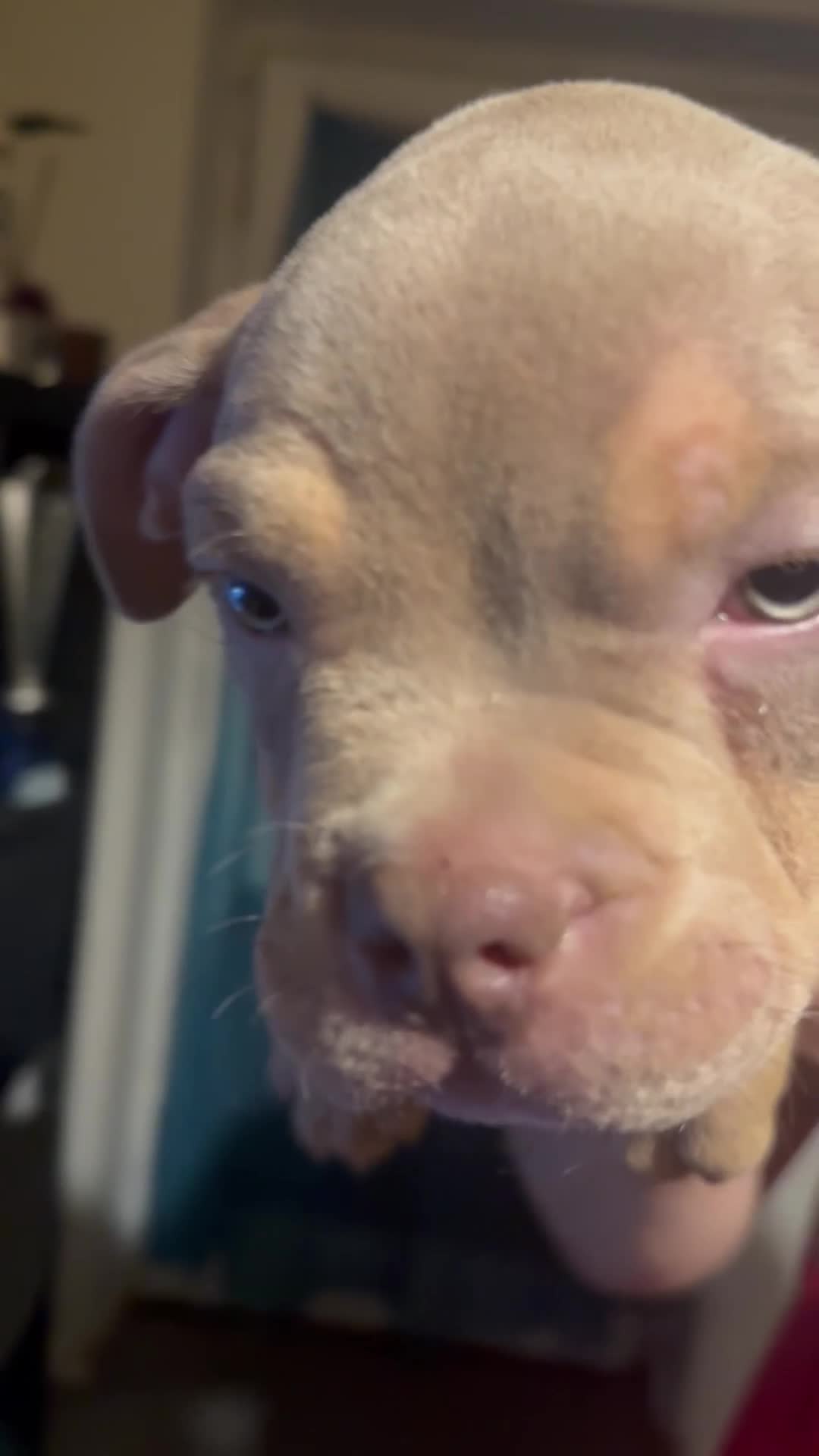 American Bully dogs for sale: Stunning pocket bully pups ABKC registered - Video 1