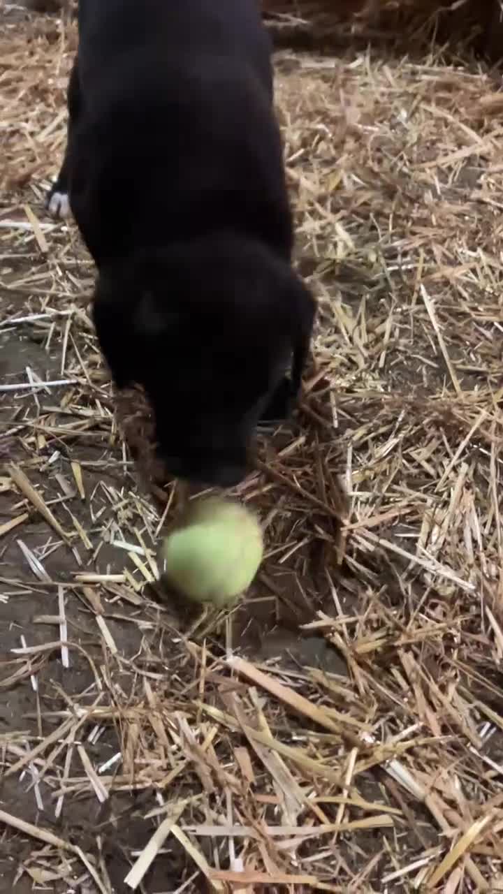 Mixed Breed dogs for sale: Labrador cross collie - Video 2