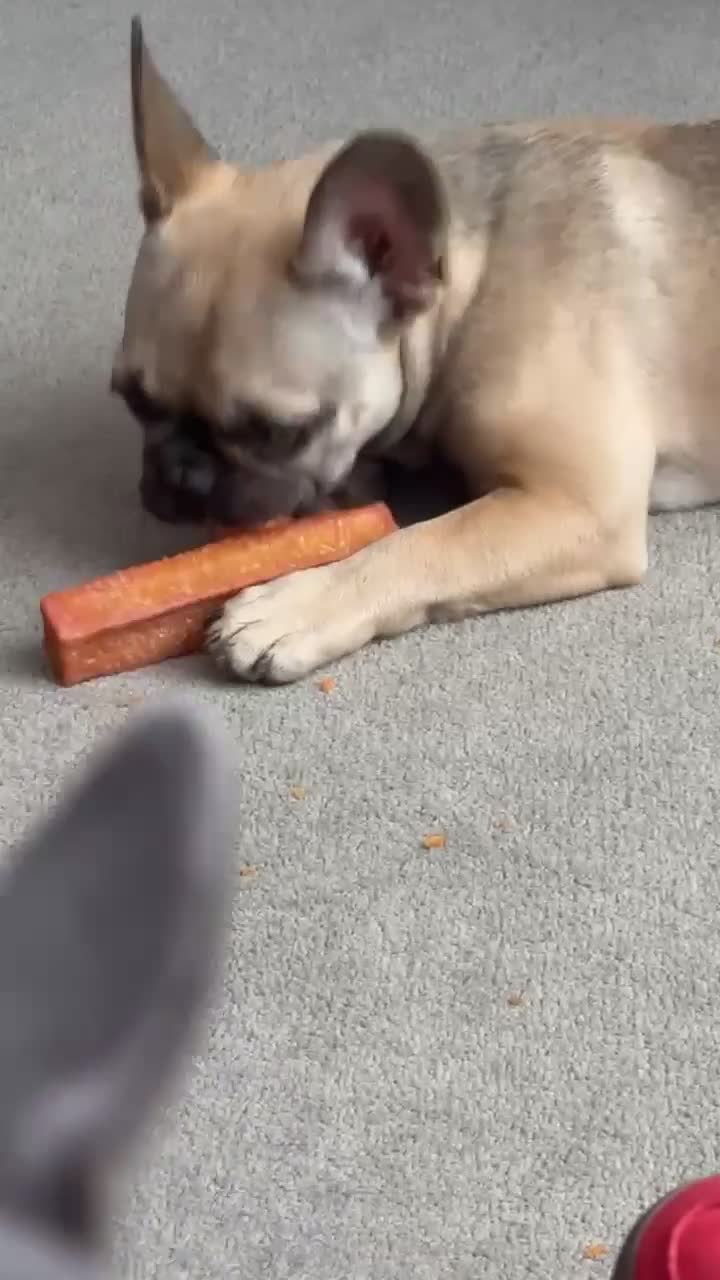 French Bulldog dogs for sale: Burt and ernie - Video 1