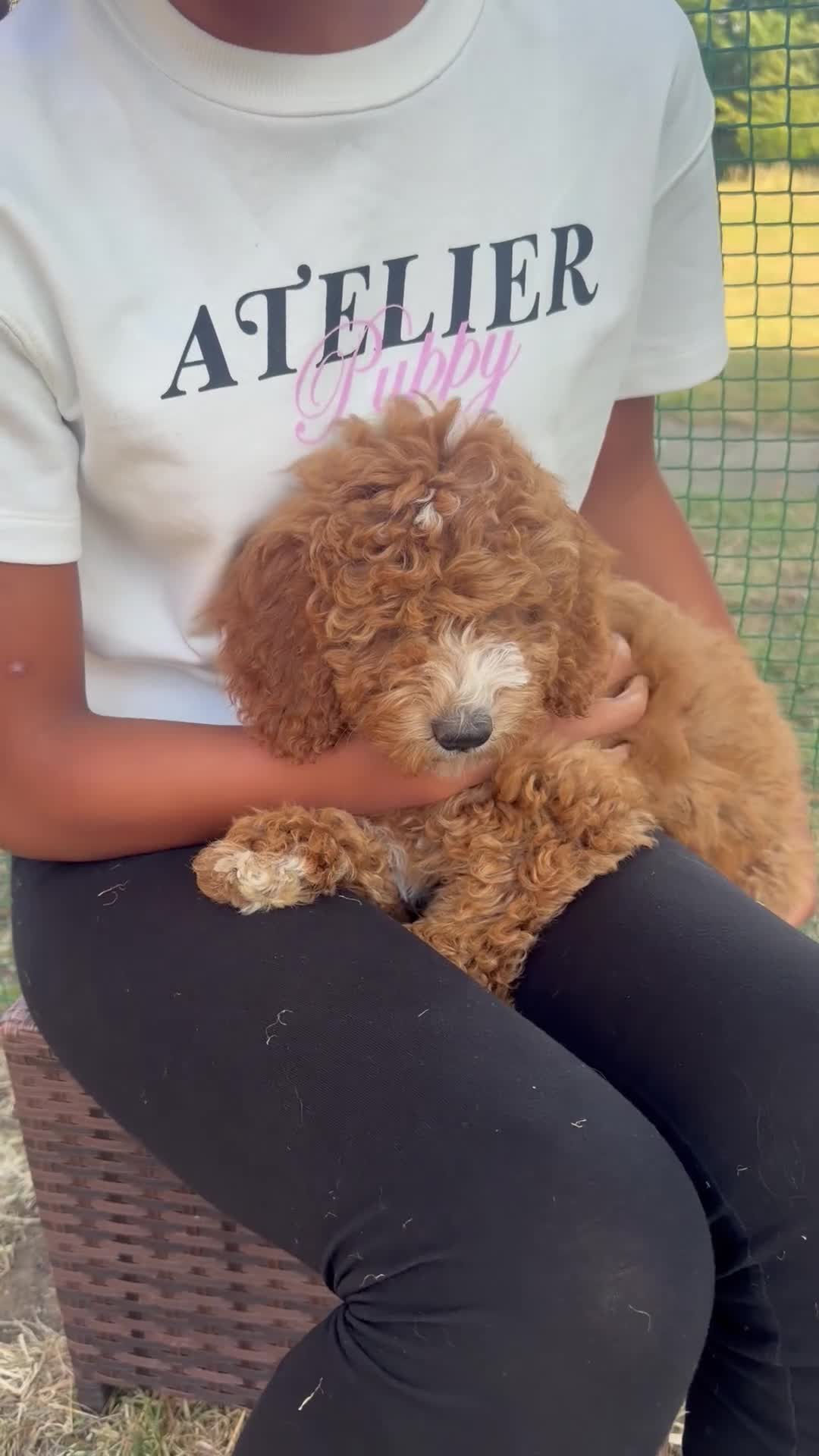 Australian Labradoodle dogs for sale: Stunning Red Australian Labradoodle Multigen Pups - Video 3