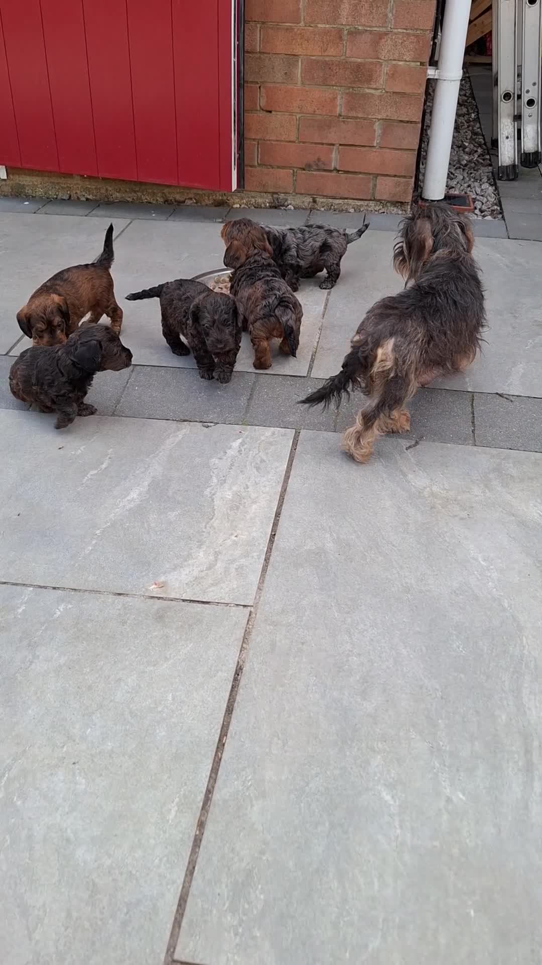 Doxiepoo dogs for sale: Mini-Wire Dachshund x Asian Toy Poodle puppies - Video 3