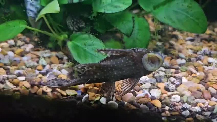 Mollies fish for sale: Molly and ancistrus fish - Video 2
