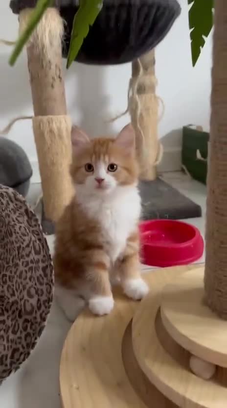 Maine Coon cats for sale: Stunning Kitten Mainecoon Girls - Video 2