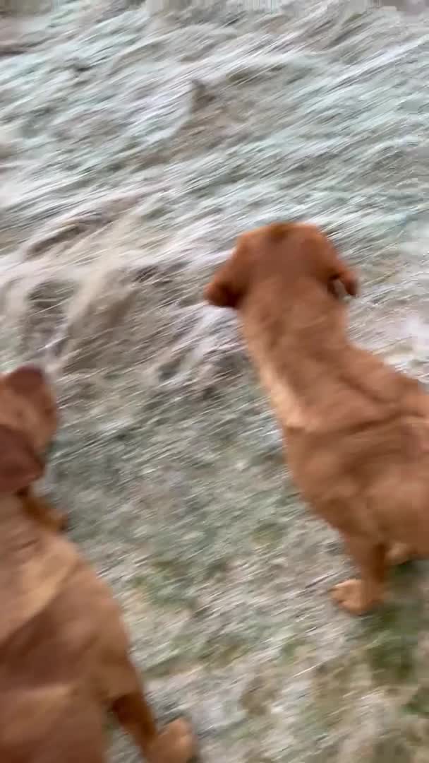 Labrador Retriever dogs for stud: Dark fox red KC working Labrador Stud in Inverness - Video 2