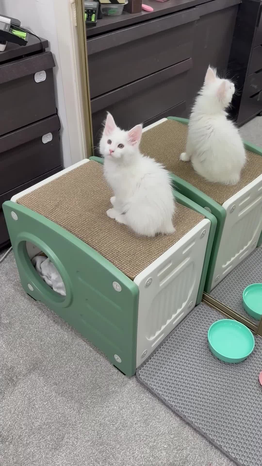 Maine Coon cats for sale: Purebred Pedigree XL Maine Coone Angora Kitten - Video 3