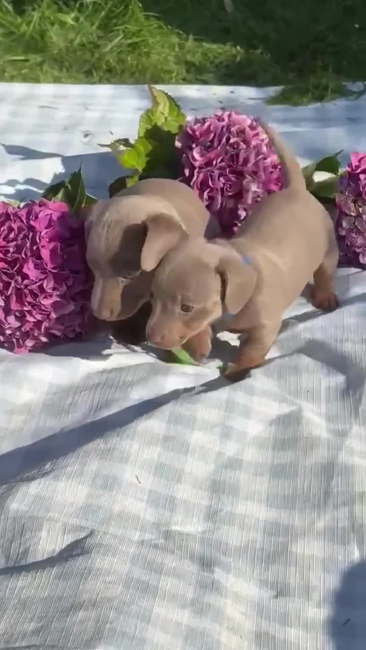 Miniature Dachshund dogs for sale: Miniature Dachshund (Isabella Tan line) - Video 1