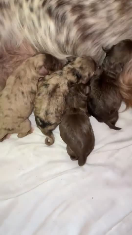 Cockapoo dogs for sale: Stunning F1 Cocapoos - Video 1