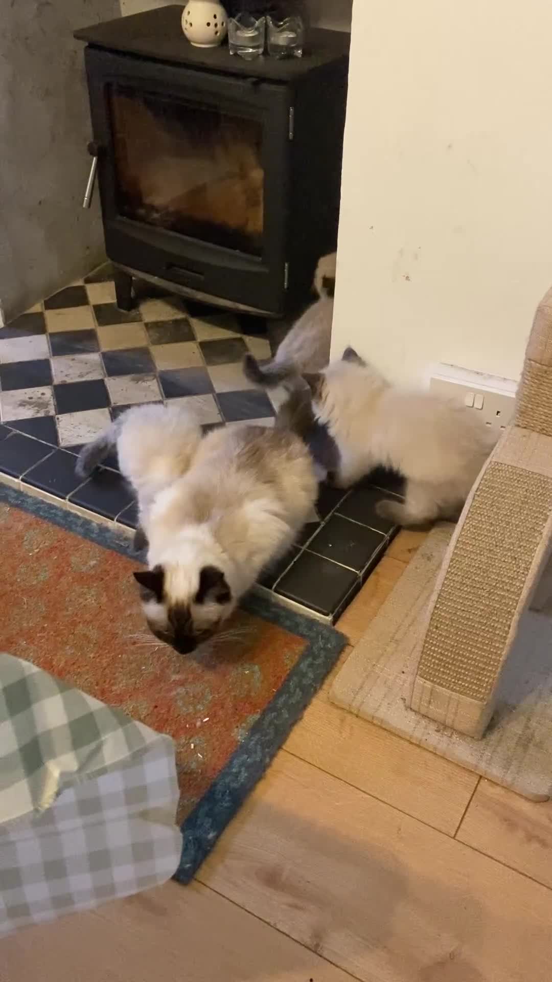 Ragdoll cats for sale: Ragdoll kittens boys and girls - Video 2