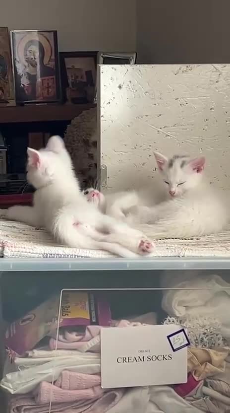 Mixed Breed cats for sale: 4 beautiful kittens 🐾 - Video 3