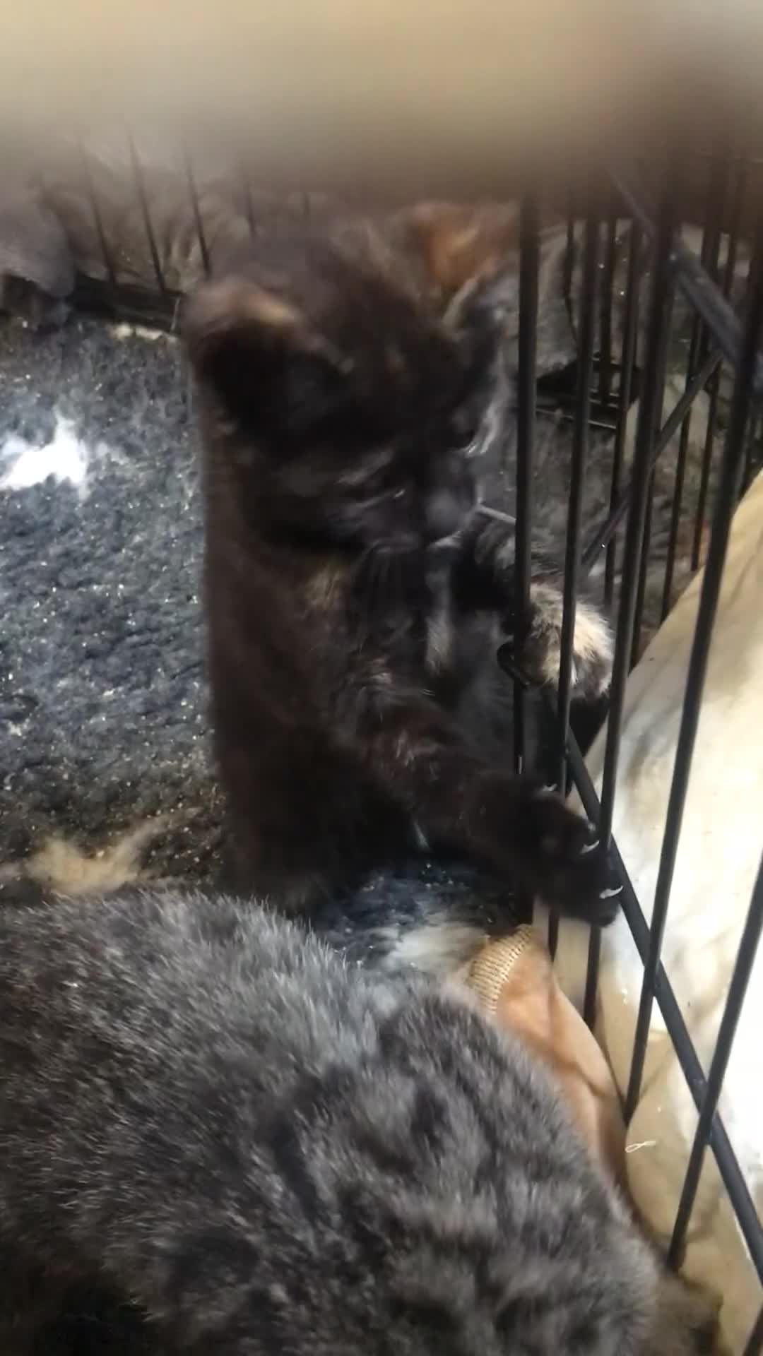 British Shorthair cats for sale: Last little girl kitten left - Video 1