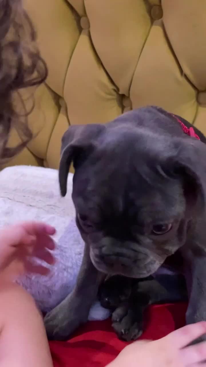 French Bulldog dogs for sale: Female puppy  french bulldog  - Video 1