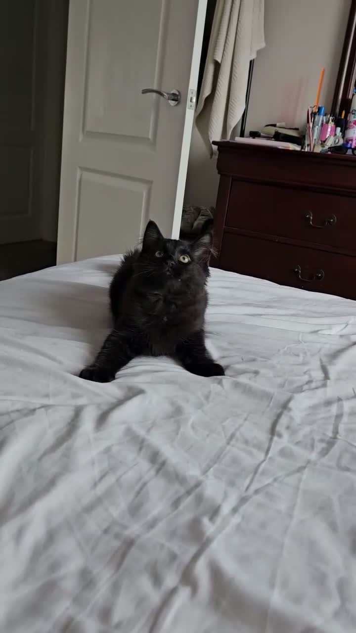 Mixed Breed cats for sale: Kitten looking for new home.  in Dartford - Video 2