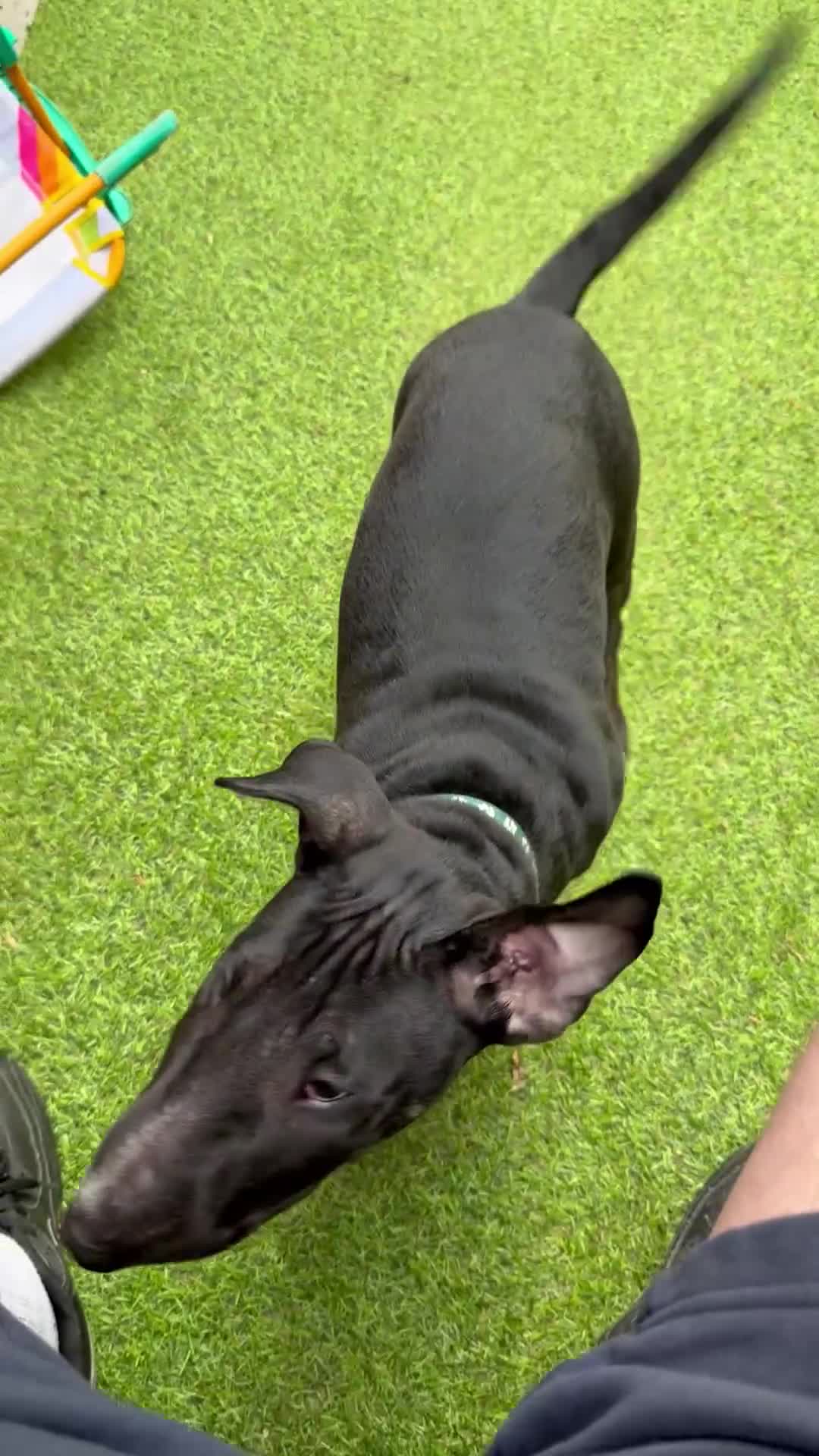English Bull Terrier dogs for sale: BLACK ENGLISH BULL TERRIER 4 months old  - Video 1