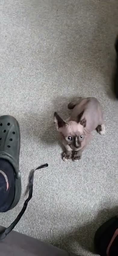 Sphynx cats for sale: Sphynx Boy Kitten – Last One Available in Telford - Video 1